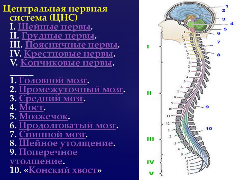Центральная нервная система (ЦНС) I. Шейные нервы. II. Грудные нервы. III. Поясничные нервы. IV.
